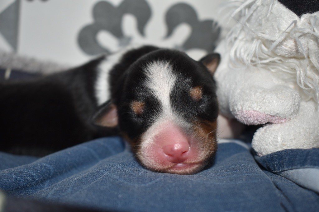 De La Vallée Féérique - Chiots disponibles - Berger Australien