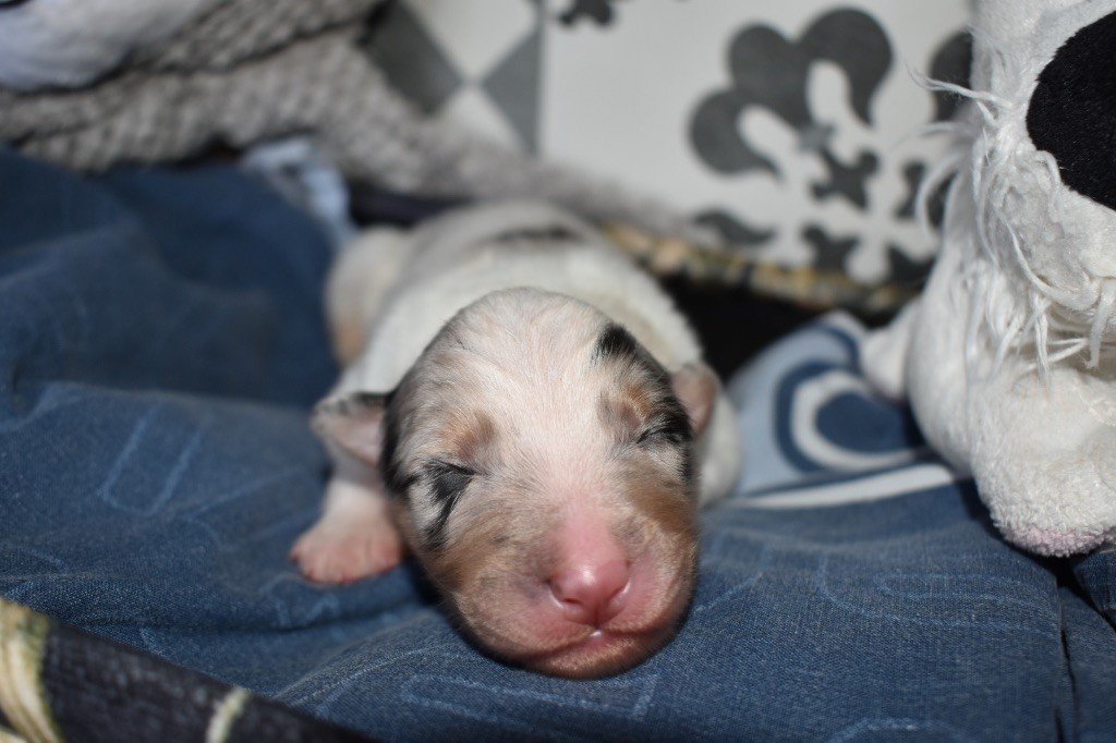 De La Vallée Féérique - Chiots disponibles - Berger Australien