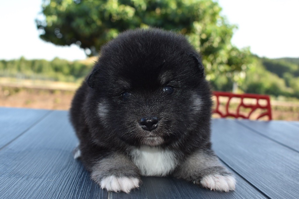 De La Vallée Féérique - Chiots disponibles - Chien finnois de Laponie