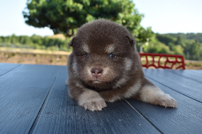 Pumba 
