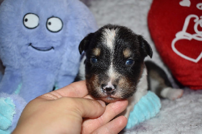 CHIOT 10