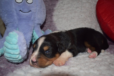 CHIOT 6