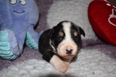 CHIOT 5