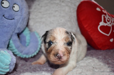 CHIOT 9