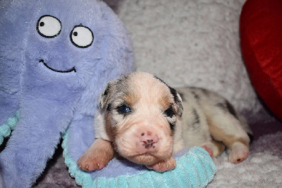 CHIOT 8