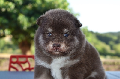 Kion 