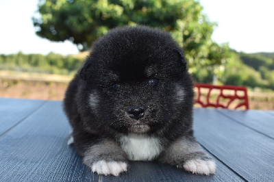 Kovu 