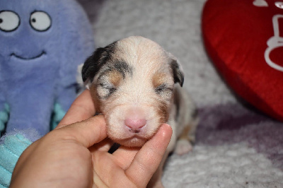 CHIOT4