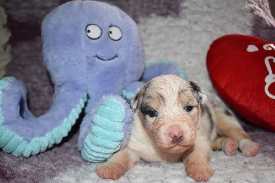 CHIOT 3