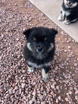 Alpha Loki