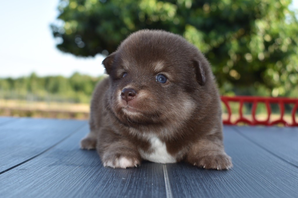 De La Vallée Féérique - Chiots disponibles - Chien finnois de Laponie