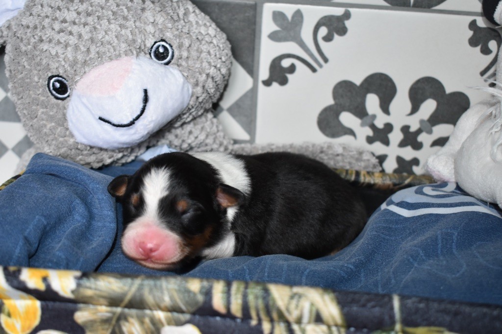 De La Vallée Féérique - Chiots disponibles - Berger Australien