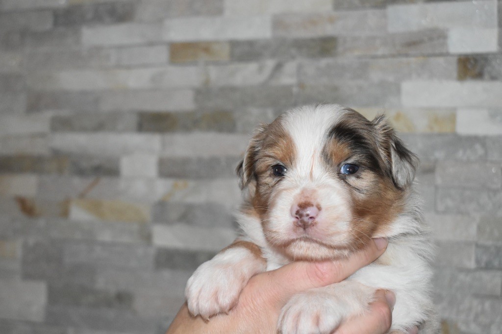De La Vallée Féérique - Chiots disponibles - Berger Australien