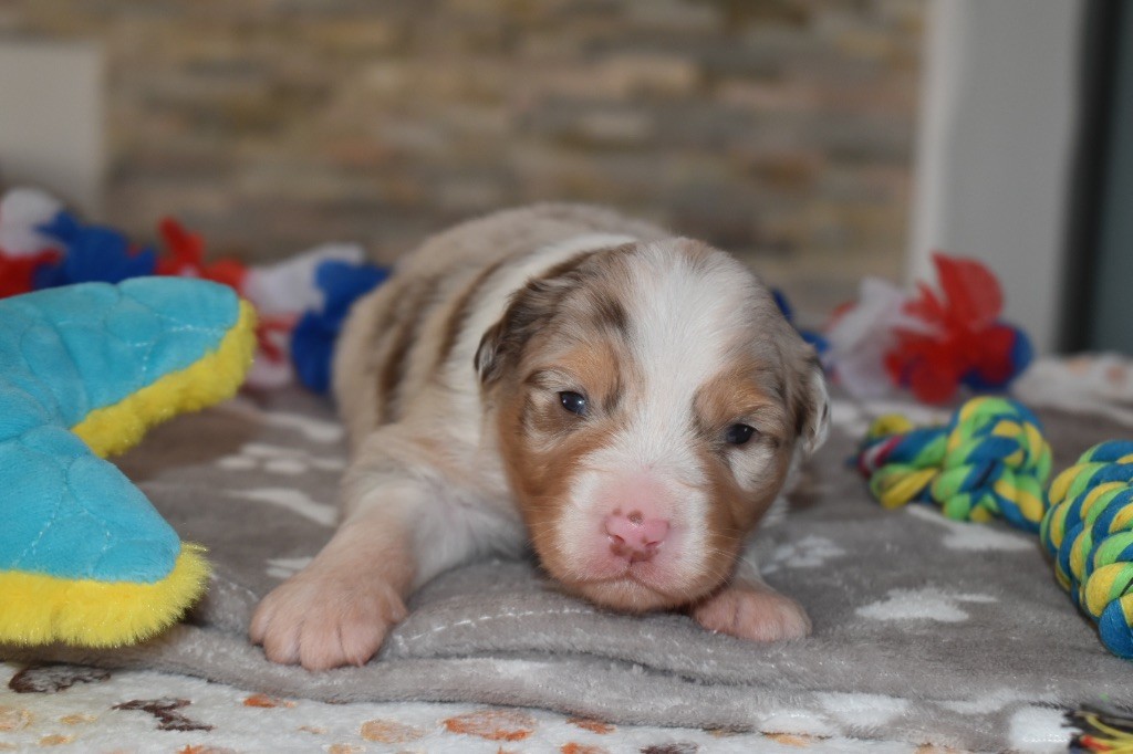 De La Vallée Féérique - Chiots disponibles - Berger Australien