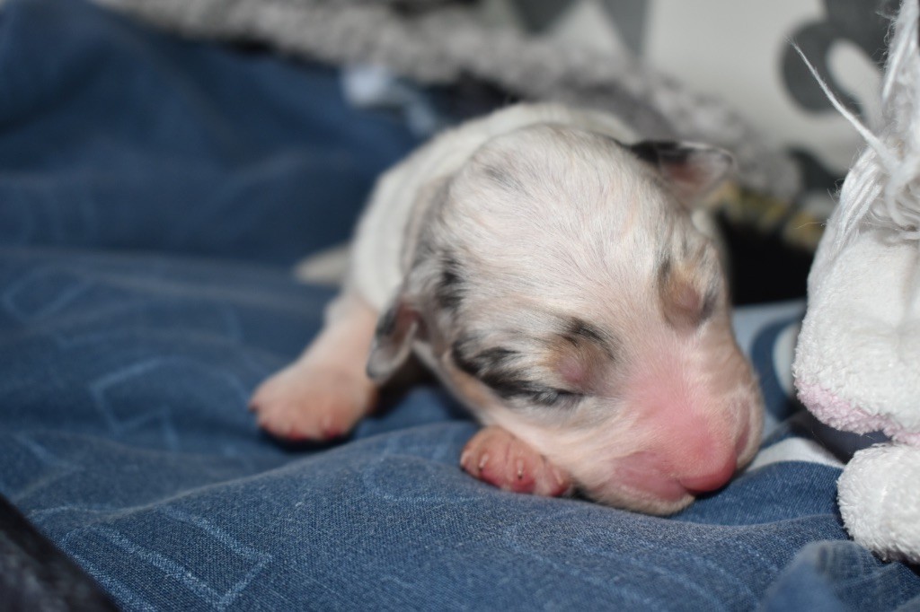 De La Vallée Féérique - Chiots disponibles - Berger Australien
