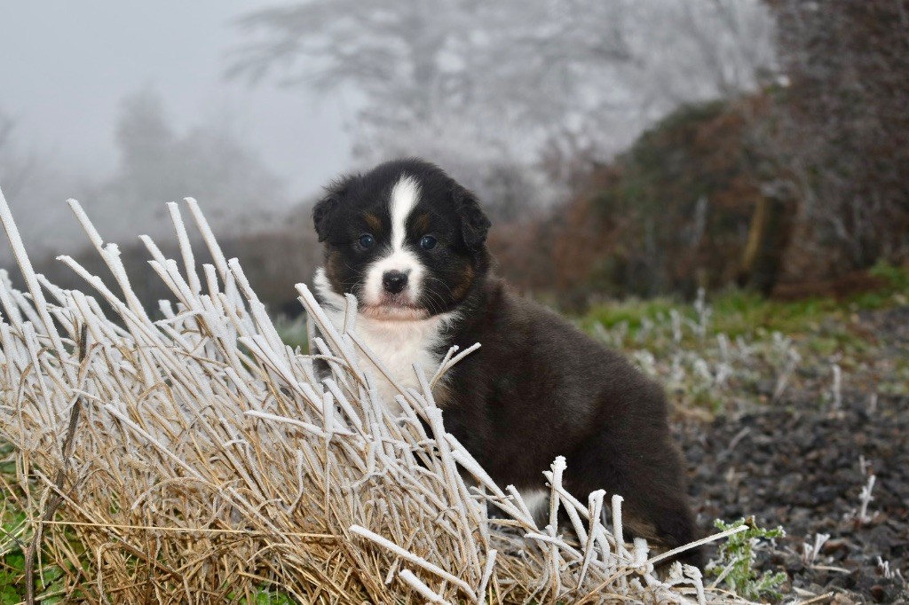 De La Vallée Féérique - Chiots disponibles - Berger Australien