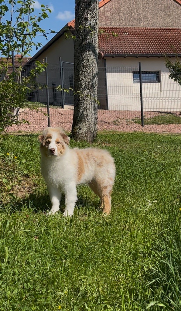 De La Vallée Féérique - Chiots disponibles - Berger Australien
