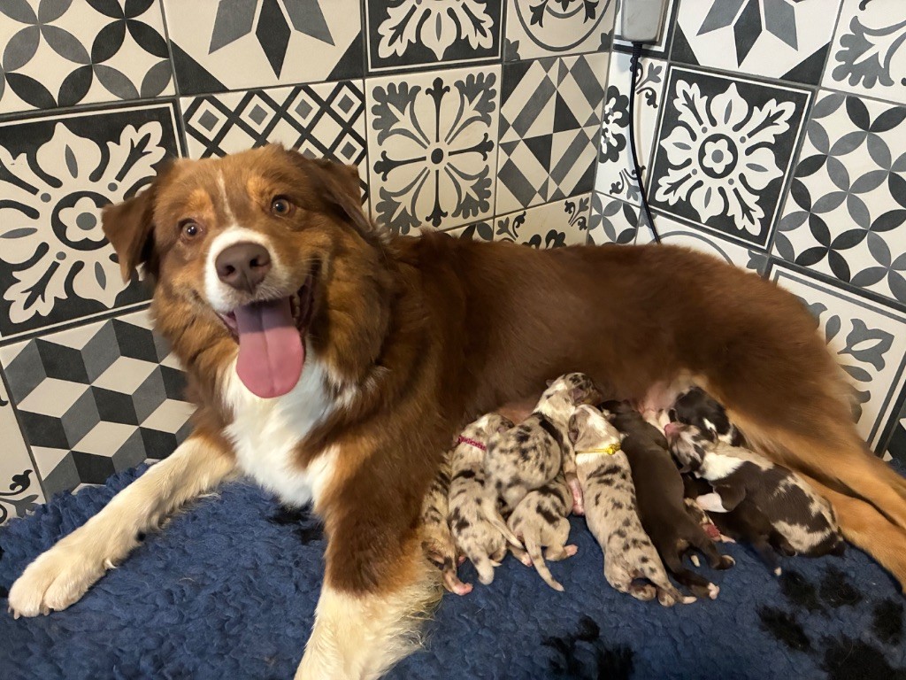 Chiot Berger Australien De La Vallée Féérique