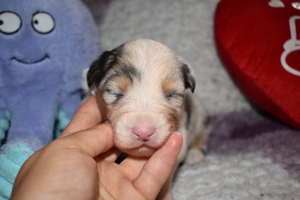 De La Vallée Féérique - Chiots disponibles - Berger Australien