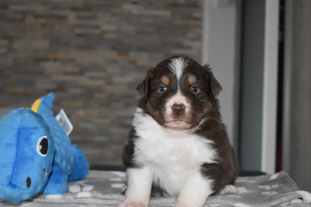 De La Vallée Féérique - Chiots disponibles - Berger Australien