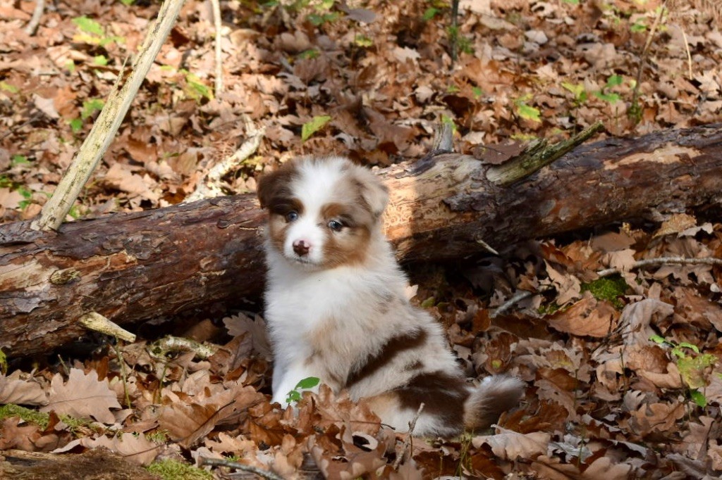 De La Vallée Féérique - Chiots disponibles - Berger Australien