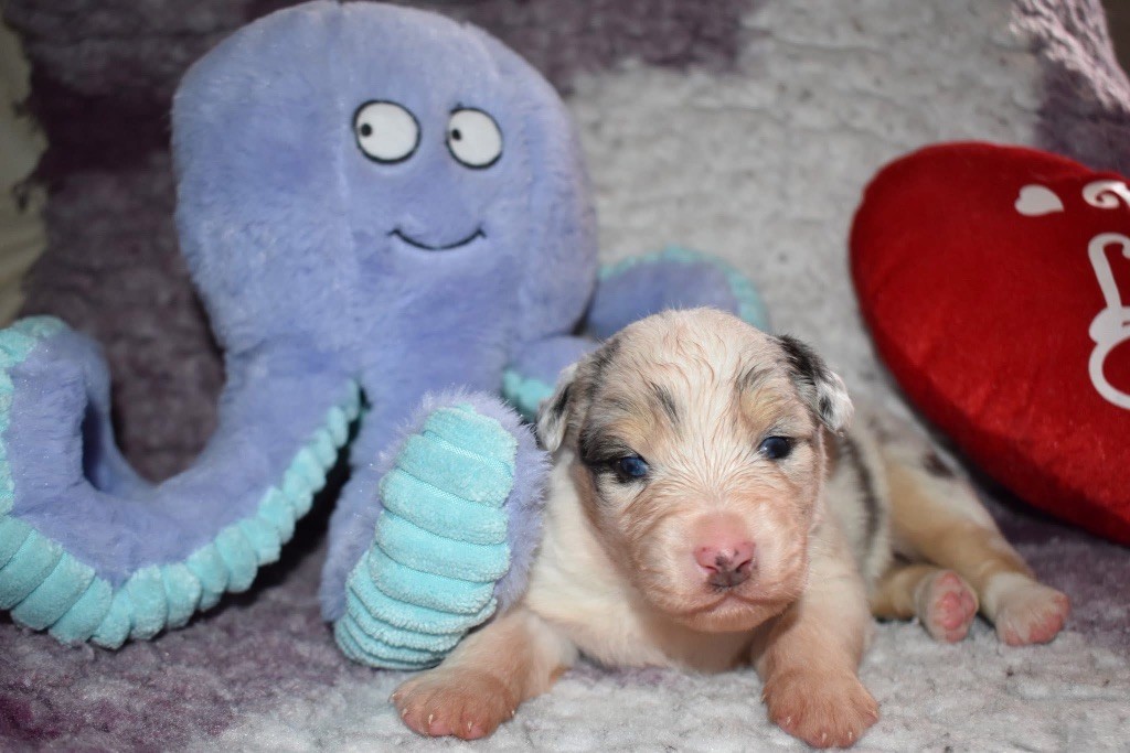 De La Vallée Féérique - Chiots disponibles - Berger Australien