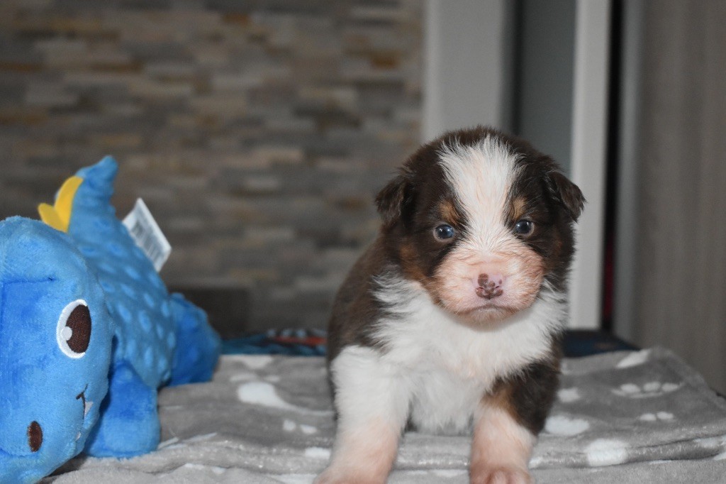 De La Vallée Féérique - Chiots disponibles - Berger Australien