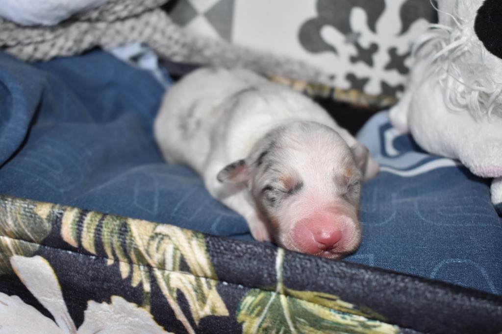 De La Vallée Féérique - Chiots disponibles - Berger Australien