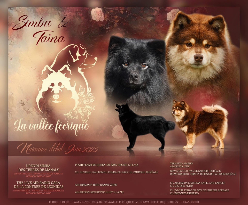 Chiot Chien finnois de Laponie De La Vallée Féérique