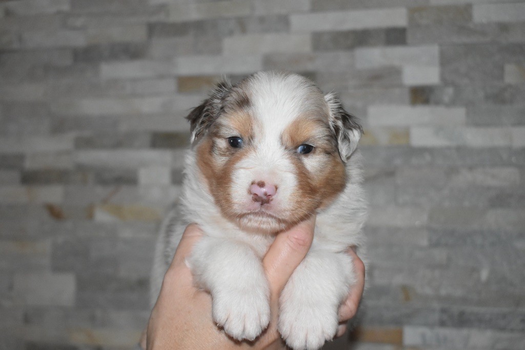 De La Vallée Féérique - Chiots disponibles - Berger Australien